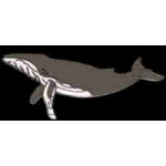 WHALE PINS HUMPBACK WHALE PIN